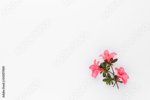 Minimal style photography. Pink flowers on white background , natural creative composition top view background with copy space for your text. Flat lay. © siggi1956