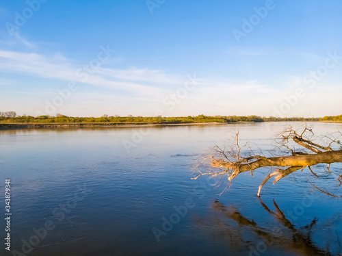 Falen tree over the surface of Vistula (Wisła) river at sunset, vicinity of Warsaw, Poland