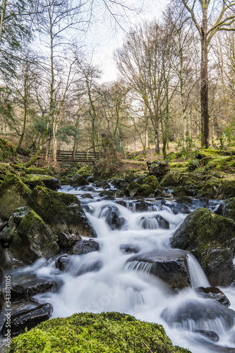 river in the forest