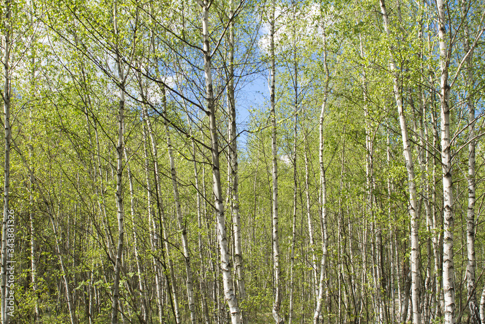 Beautiful view of the birch  forest in the spring day. Closeup.