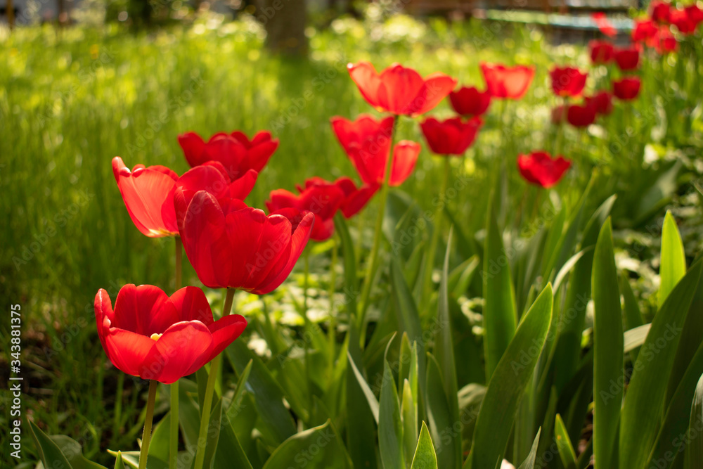 Beautiful and colorful tulips of all kind bloom in full power in the deserted parks and lanes of Sofia during corona virus isolation measures. Beautiful and colorful tulips of all kind bloom in full power in the deserted parks and lanes of Sofia during corona virus isolation measures.