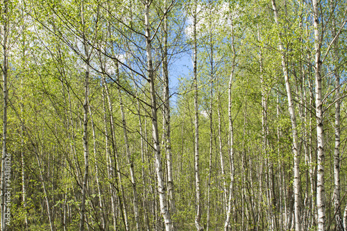 Beautiful view of the birch  forest in the spring day. Closeup.