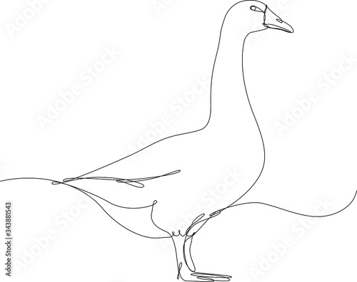 oca disegnato a singola linea continua