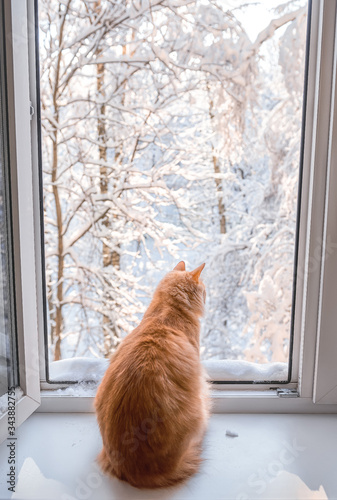 A red cat sits on a windowsill and looks out the window. Snowy winter outside the window