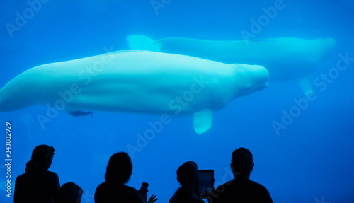 Fotografie Little child staring at beluga whale through glass at aquarium in Waterland
