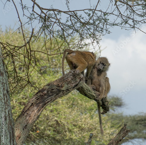 Monkeys in tree 