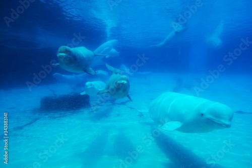 Beluga whale under the clear water behind glass in Waterland