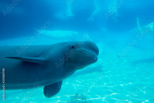 Tablou canvas Beluga whale under the clear water behind glass in Waterland