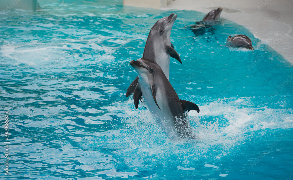 A group of dolphins jumps on the water in Waterland