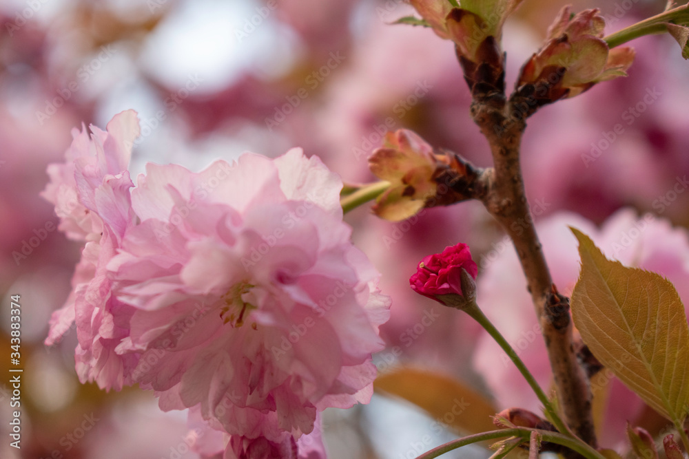 Japanese cherries blossom in full bloom for a few days in a city park in Sofia. Beautiful close up of the petals in all nuances of pink. Japanese cherries blossom in full bloom for a few days in a city park in Sofia. Beautiful close up of the petals in all nuances of pink.