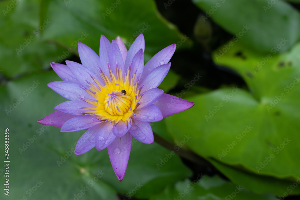 Beautiful Water Lilly with an insect on it Beautiful Water Lilly with an insect on it