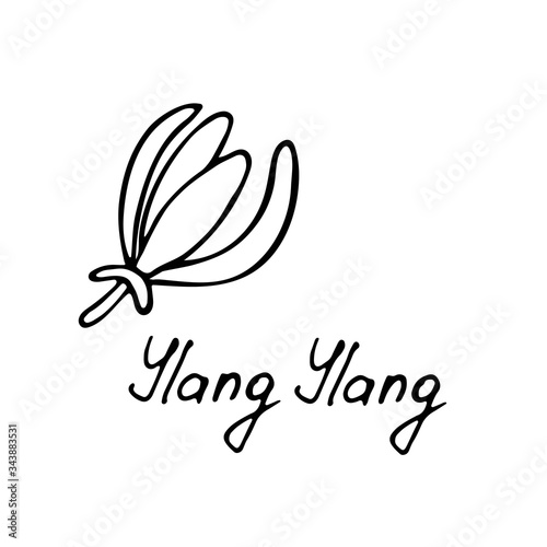 Tropical flower - ylang-ylang Cananga. Hand drawn element for print and web. Vector illustration.