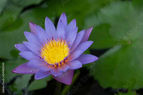Beautiful Water lilly with water from rain