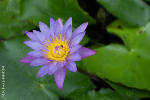Beautiful Water Lilly with an insect on it