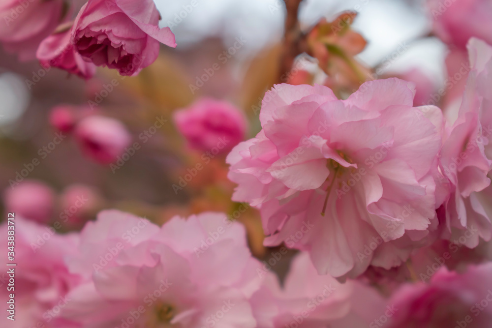 Fototapeta premium Japanese cherries blossom in full bloom for a few days in a city park in Sofia. Beautiful close up of the petals in all nuances of pink. 