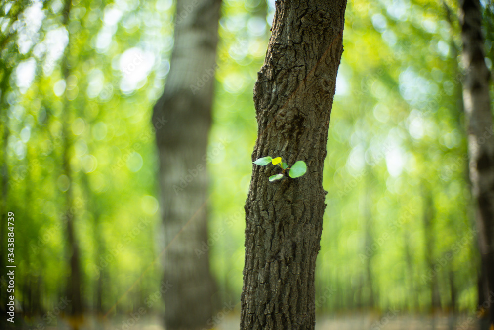 Fototapeta premium Spring Summer green forest