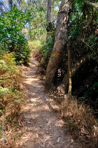 Path that passes through the trees between intertwining leaves and branches. Solo Backpacker Trekking on the Rota Vicentina and Fishermen's Trail in Alentejo, Portugal. Walking between cliff, ocean, n