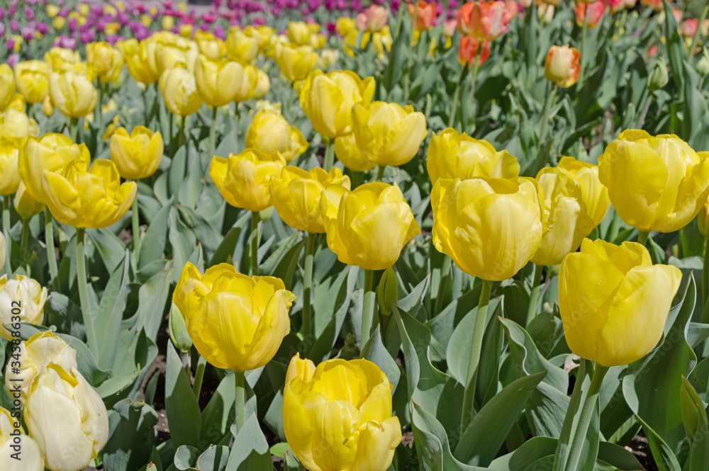 Obraz premium yellow tulips on flowerbed