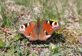 a peacock's eye butterfly sits in the grass on a flower Aglais Inachis Nymphalidae
