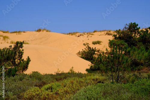 Sand dunes and bushes above the cliff. Solo Backpacker Trekking on the Rota Vicentina and Fishermen s Trail in Alentejo  Portugal. Walking between cliff  ocean  nature and beach.