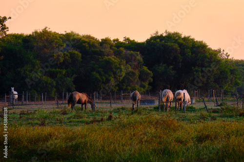 Horses graze in the sunrise light. Solo Backpacker Trekking on the Rota Vicentina and Fishermen's Trail in Alentejo, Portugal. Walking between cliff, ocean, nature and beach. photo