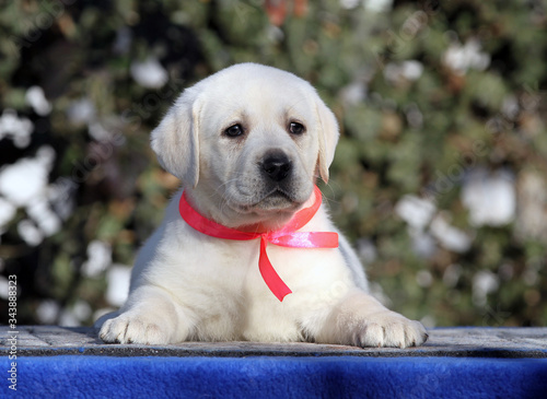 a labrador puppy on a blue background