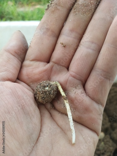 handful of seed