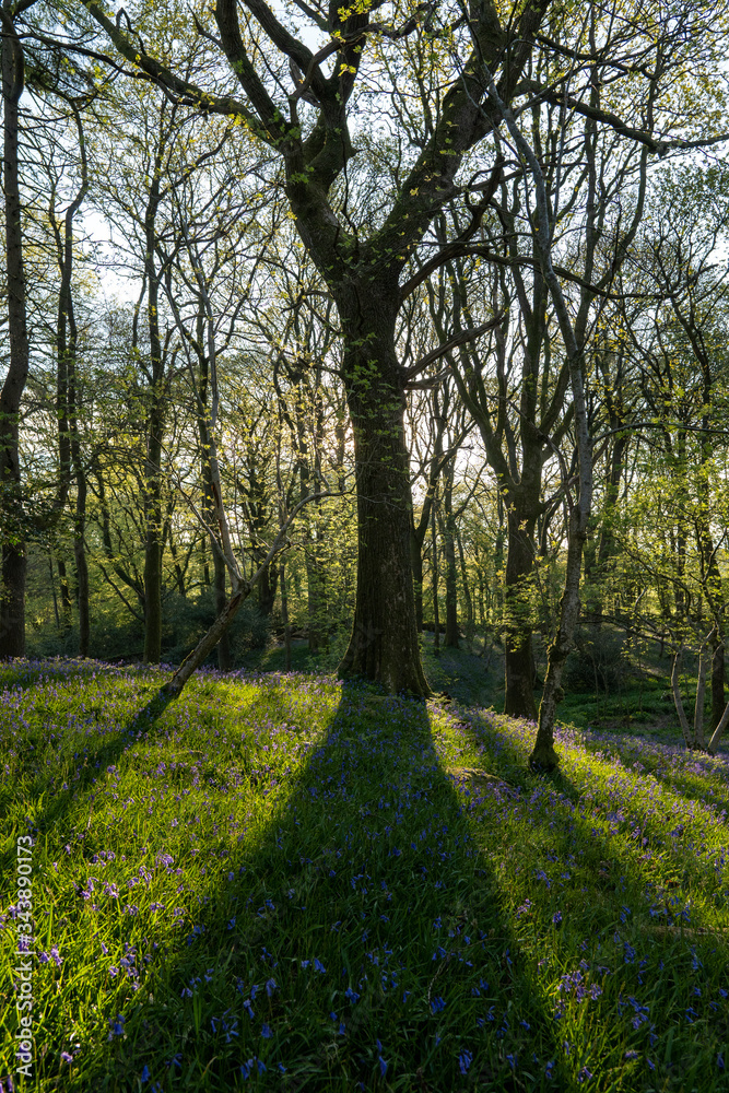 Fototapeta premium Forest in morning 