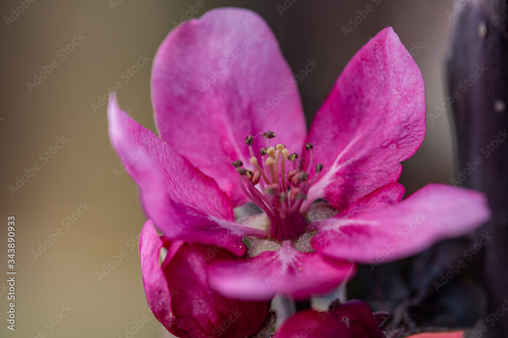 Fototapeta premium Rare unique red flowers on the apple tree