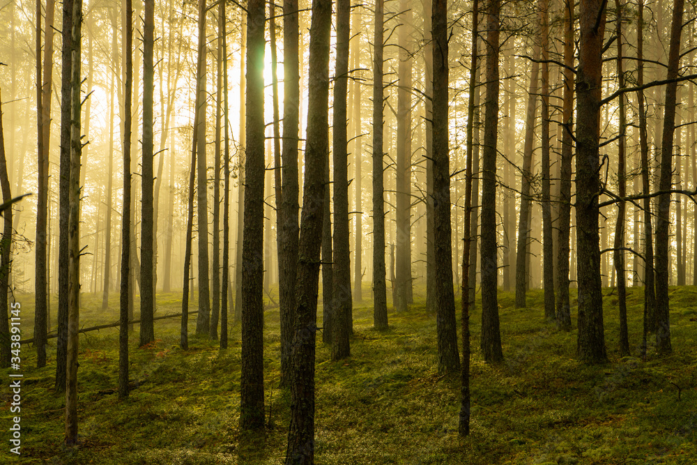 Obraz premium Real is beautiful. Fresh early morning mist in the forest. Beautiful sunrise in the woods with a fog. 