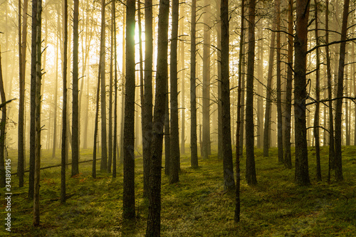 Real is beautiful. Fresh early morning mist in the forest. Beautiful sunrise in the woods with a fog. 