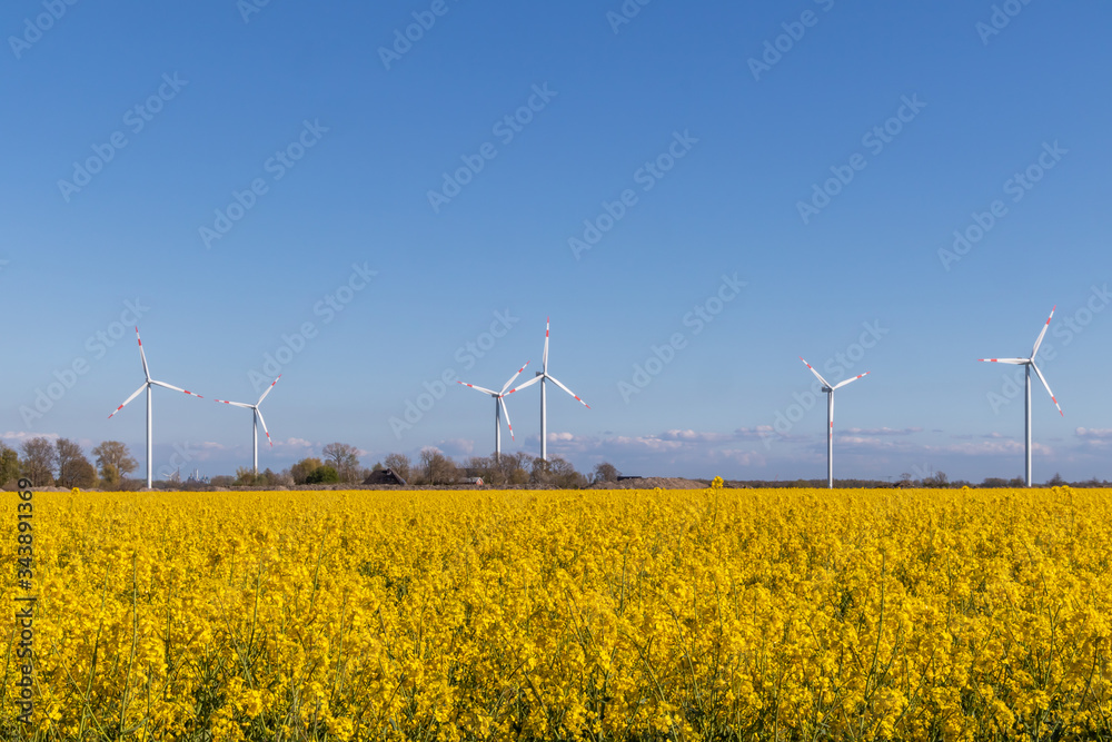 Rapeseed field with wind turbines in the background Rapeseed field with wind turbines in the background