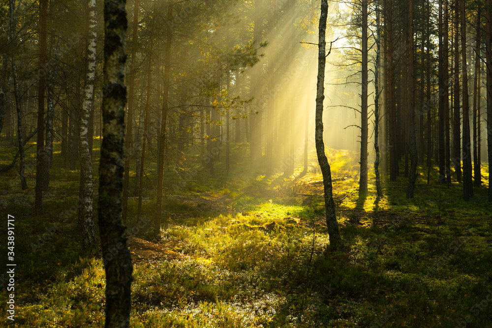Obraz premium Real is beautiful. Fresh early morning mist in the forest. Beautiful sunrise in the woods with a fog. 