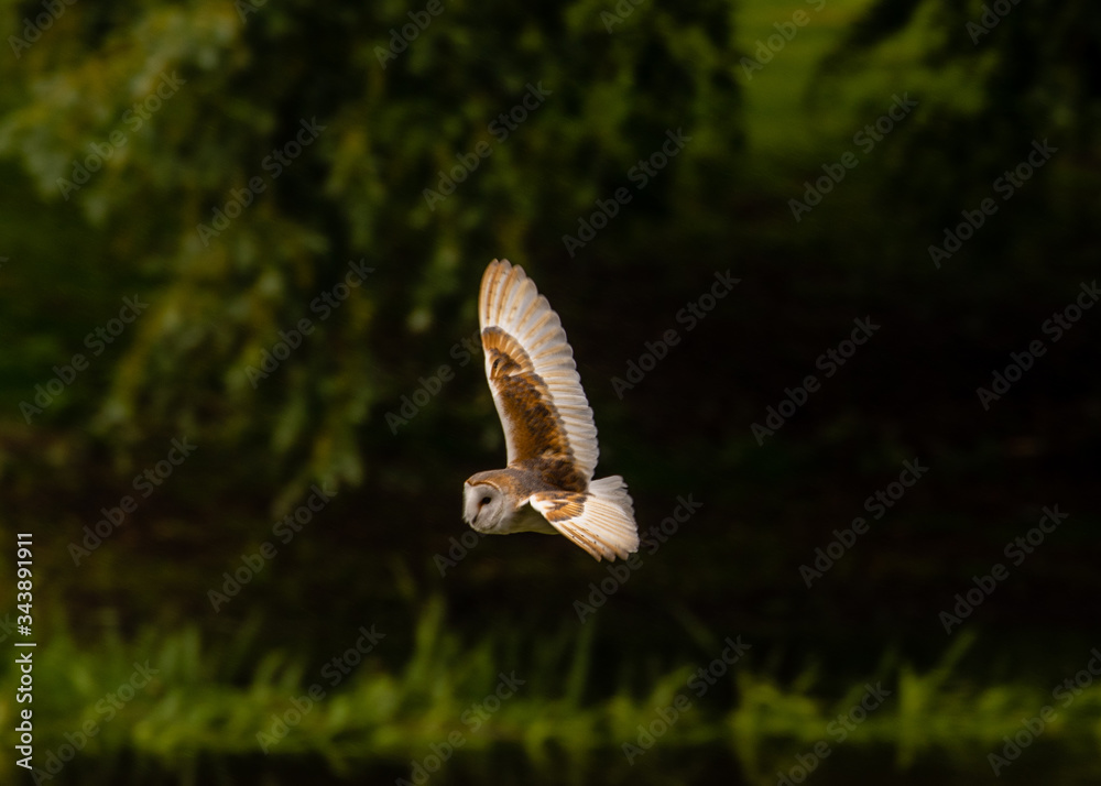 Fototapeta premium Barn Owl Wing Span