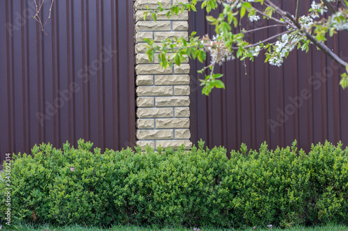 Young shoots of boxwood