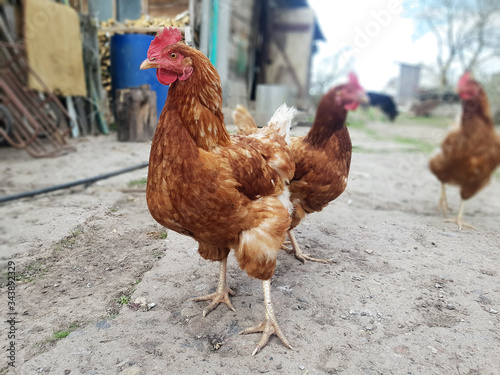 Interested chicken in the village
