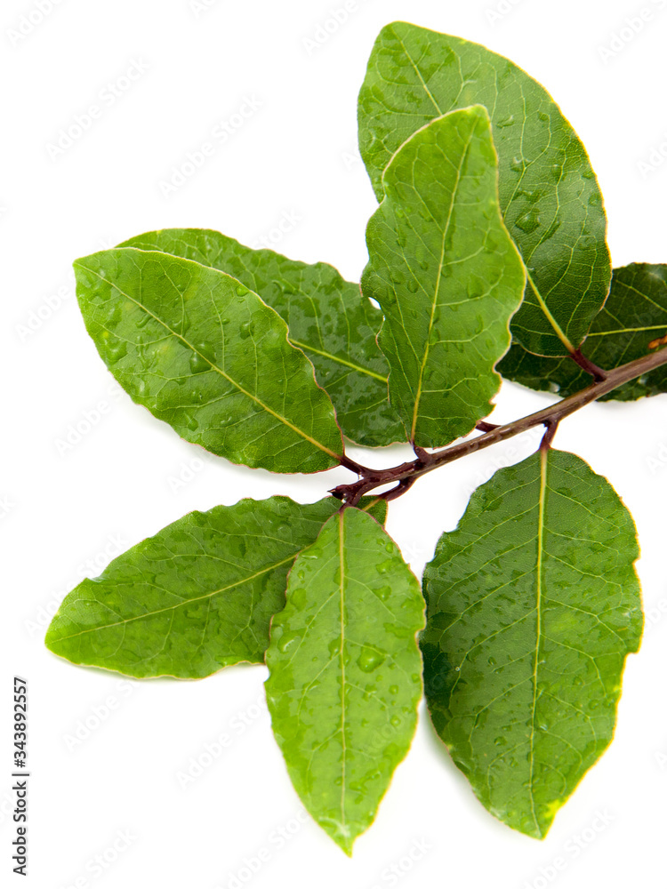 Obraz premium fresh green laurel leaves on top of a white background.