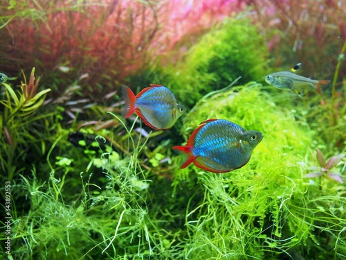 fish tank that include variation of water plants and fish