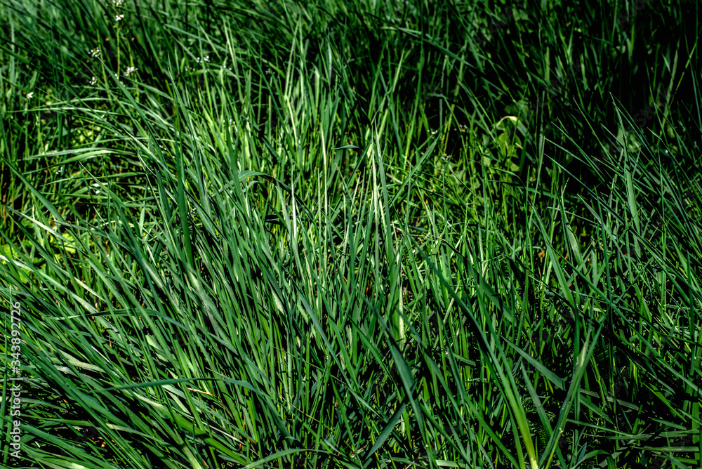 Green plants near the old fence Green plants near the old fence
