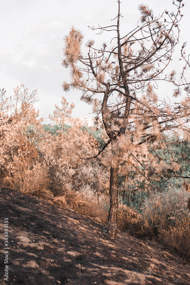 a tree in autumn stands on the slope of a scorched yellow container. landscape vertical fear..Yellow tree stands on scorched earth next to dry grass against the sky with clouds a tree in autumn stands on the slope of a scorched yellow container. landscape vertical fear..Yellow tree stands on scorched earth next to dry grass against the sky with clouds