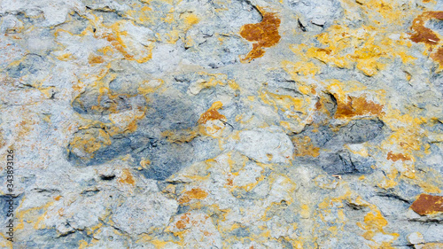 Dinosaur footprints, Dinosaur Ridge, Colorado, USA