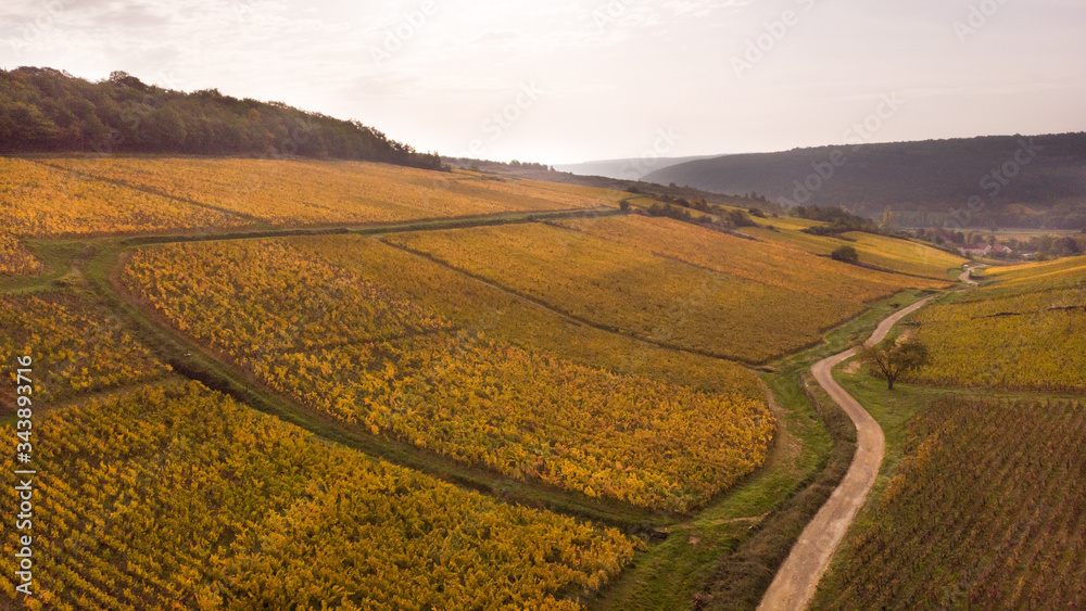 vue aérienne des vignes de Bourgogne à Meursault en automne avec les vignes jaunes