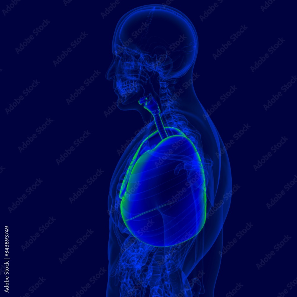 Naklejka premium 3D Illustration Human Respiratory System Anatomy (LUNGS)