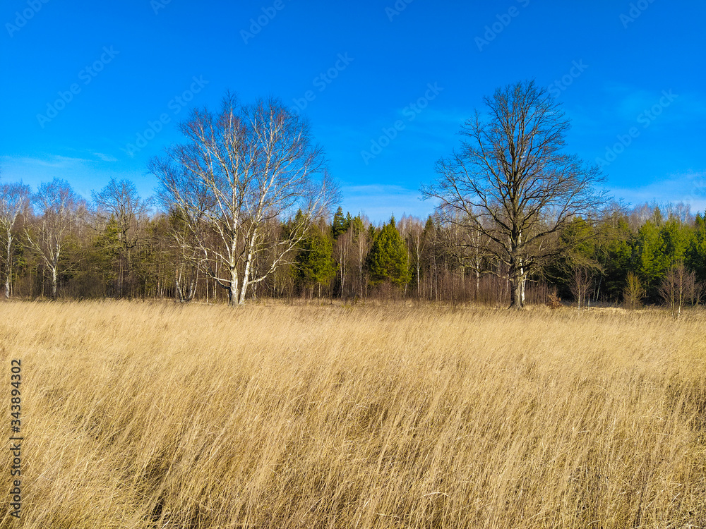 the image of a spring forest the image of a spring forest