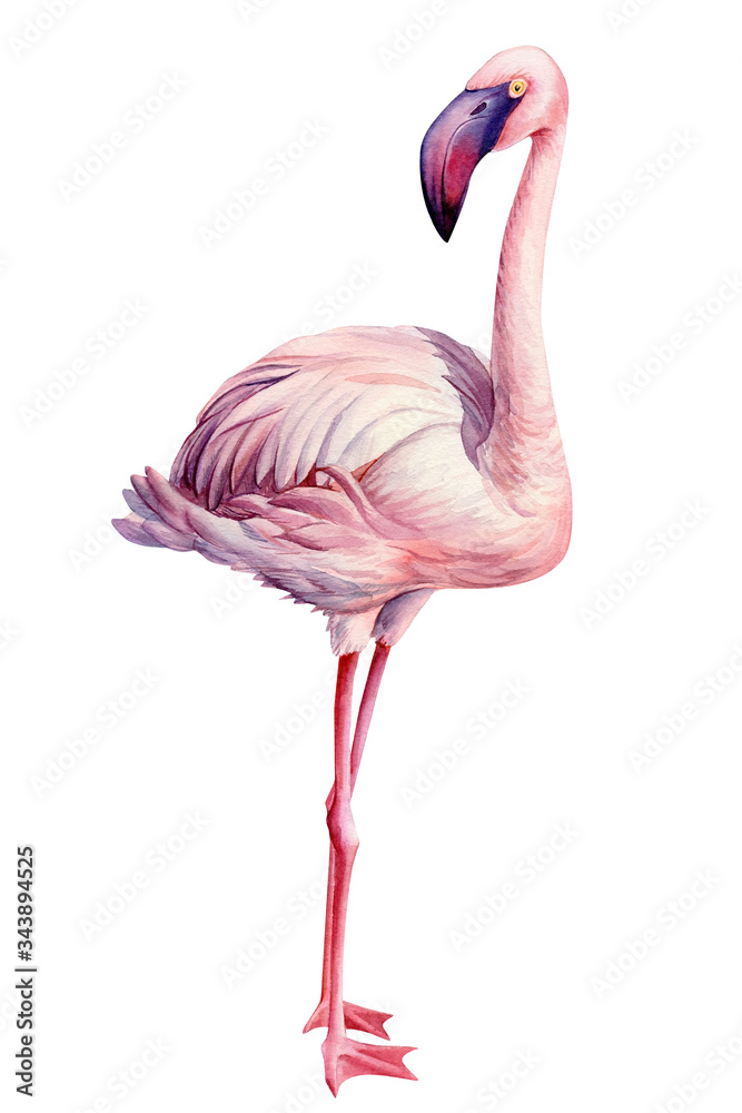 Fototapeta premium flamingo bird, isolated background, watercolor drawings