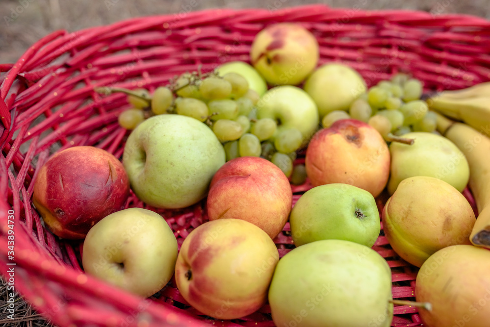 Red basket and fruits on the yellow grass in autumn outdoor. Apples, bananas and grapes in a basket, top, front view. Fresh juicy citrus fruits in a basket on a wooden background Red basket and fruits on the yellow grass in autumn outdoor. Apples, bananas and grapes in a basket, top, front view. Fresh juicy citrus fruits in a basket on a wooden background