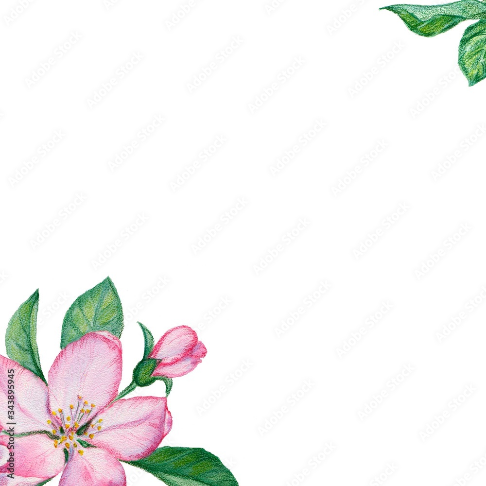 flowers and leaves of an apple tree on a white background, watercolor drawing, greeting card with pink flowers