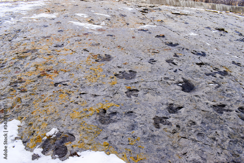 Fossilised dinosaur footprints, Dinosaur Ridge, Colorado, USA
