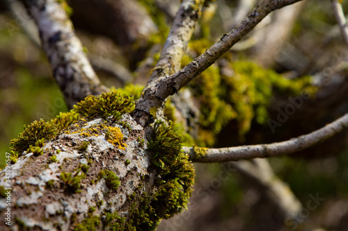 In the woods. Abstract natural background