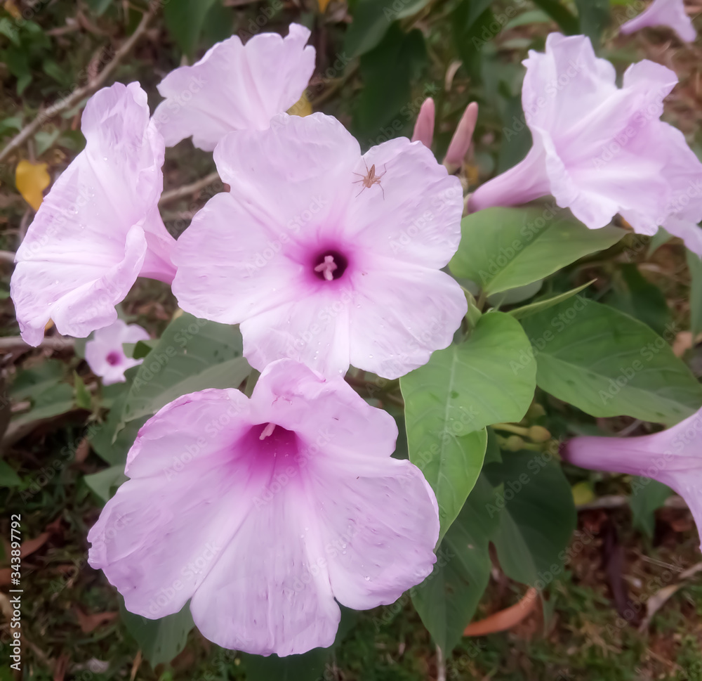 Fototapeta premium Beatiful purple color flowers of Ipomoea aquatica